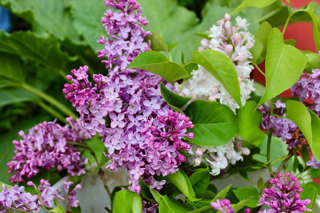 'She Knows There Will Be Lilacs'