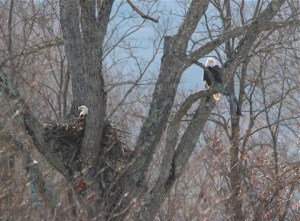 A pair of Catskills eagles